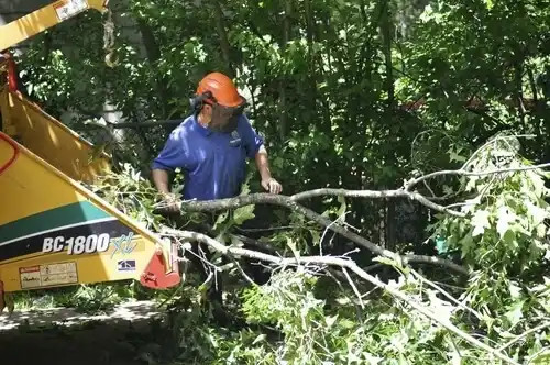 tree services New Paris